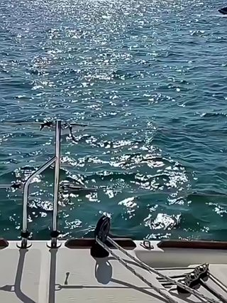 Kính râm nữ mắt mèo thời trang đi biển, kính mát thời thượng Gumih...