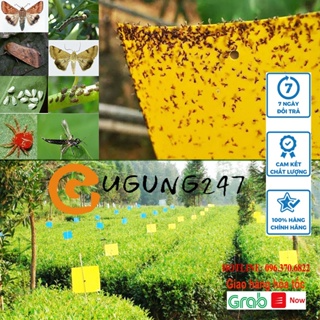 Miếng dán bẫy diệt côn trùng ruồi muỗi hai mặt siêu thu hút siêu d...