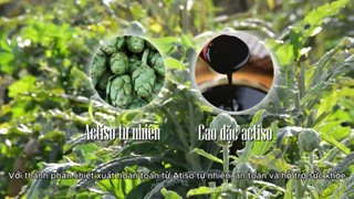 Trà Atiso túi lọc LADOPHAR thảo mộc giải độc thanh lọc cơ thể tăng...