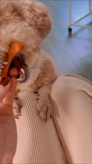 Xương gặm sạch răng bổ sung Canxi cho thú cưng nhiều vị gói 90gr 5...