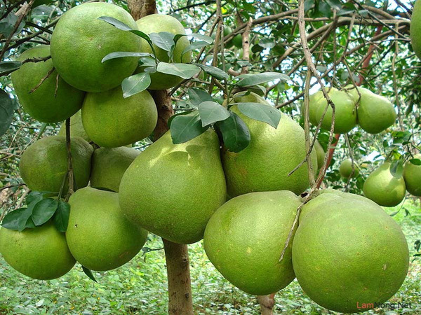 Vườn Trái Cây Bến Tre  Top 10 Địa Đ...