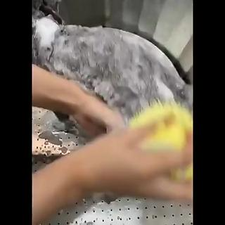 Bàn Chải tắm cho Chó Mèo - có chỗ đựng xà phòng ( nhựa caosu dẻo c...