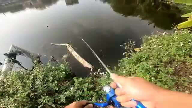 Cần câu bút mini dài 1m nhét cốp xe máy tải cá 1 đến 5kg hàng chất...