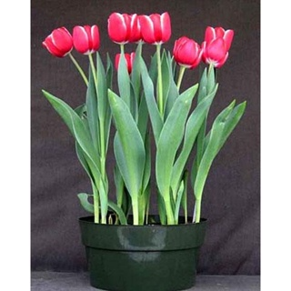 CỦ HOA TULIP HÀ LAN SIZE TO 6-7 CM NHIỀU MÀU (RA HOA SAU 20-25 NGÀ...