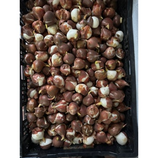 CỦ HOA TULIP HÀ LAN SIZE TO 6-7 CM NHIỀU MÀU (RA HOA SAU 20-25 NGÀ...