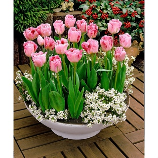 CỦ HOA TULIP HÀ LAN SIZE TO 6-7 CM NHIỀU MÀU (RA HOA SAU 20-25 NGÀ...