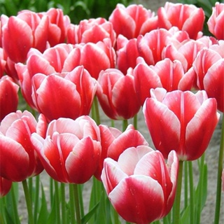 CỦ HOA TULIP HÀ LAN SIZE TO 6-7 CM NHIỀU MÀU (RA HOA SAU 20-25 NGÀ...