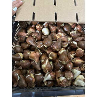 CỦ HOA TULIP HÀ LAN SIZE TO 6-7 CM NHIỀU MÀU (RA HOA SAU 20-25 NGÀ...