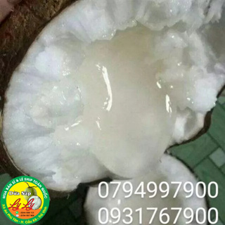 DỪA SÁP ĐẶC RUỘT SỈ LẺ CẦU KÈ TRÀ VINH...