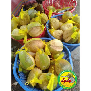 DỪA SÁP ĐẶC RUỘT SỈ LẺ CẦU KÈ TRÀ VINH...