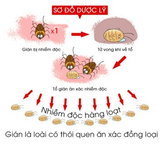 [Hoả tốc HCM] Thuốc diệt gián sinh học AMB, Viện Hàn lâm khoa học ...